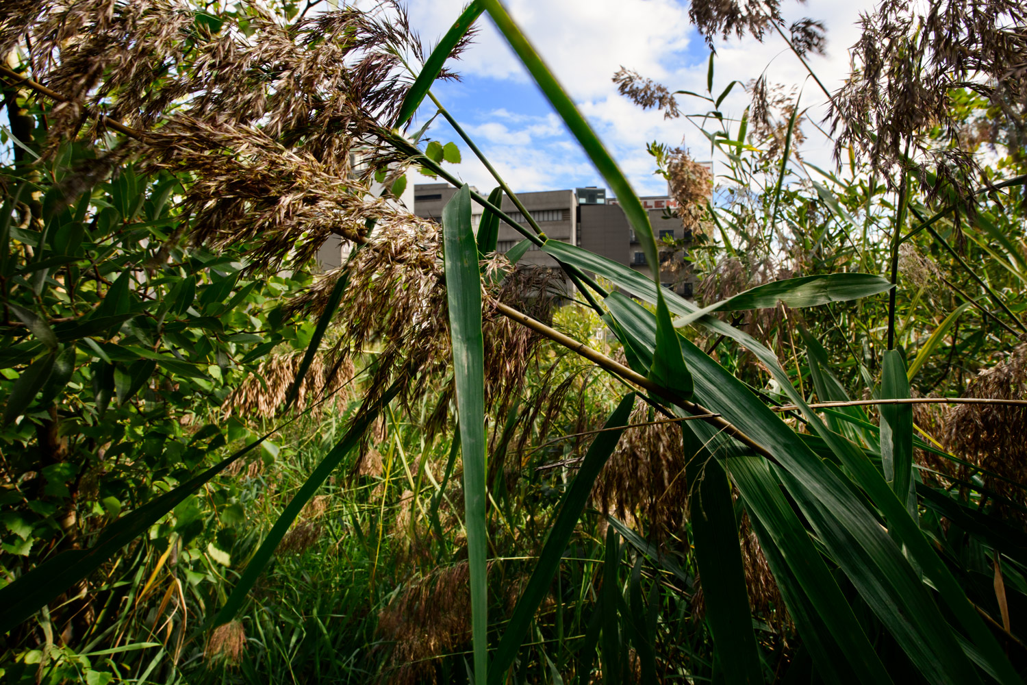 MARAIS WIELS © Bram Penninckx